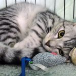 Precious-SilverTabby003