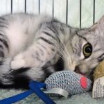 Precious-SilverTabby004