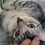 Precious-SilverTabby006