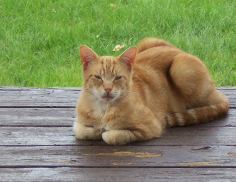 red the stray