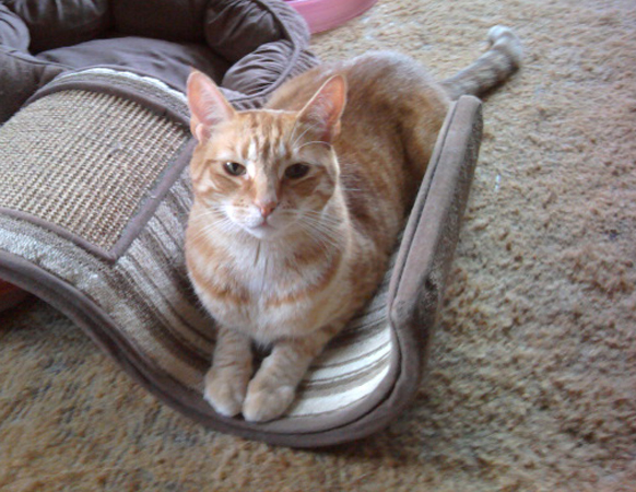 Oscar is Missing!