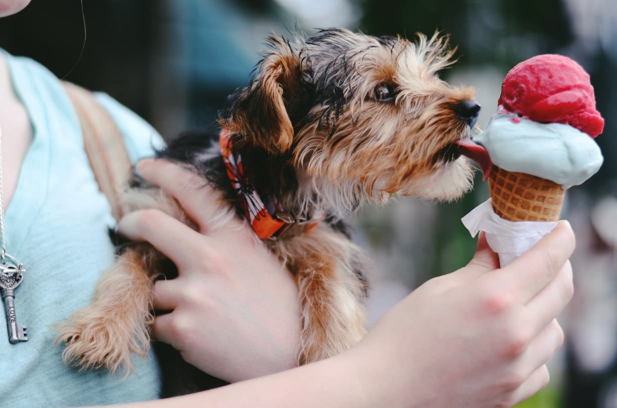 Image of dog eating ice cream - Photo by Christian Bowen on Unsplash