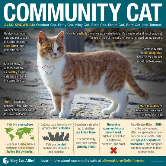 Community Cat Infographic