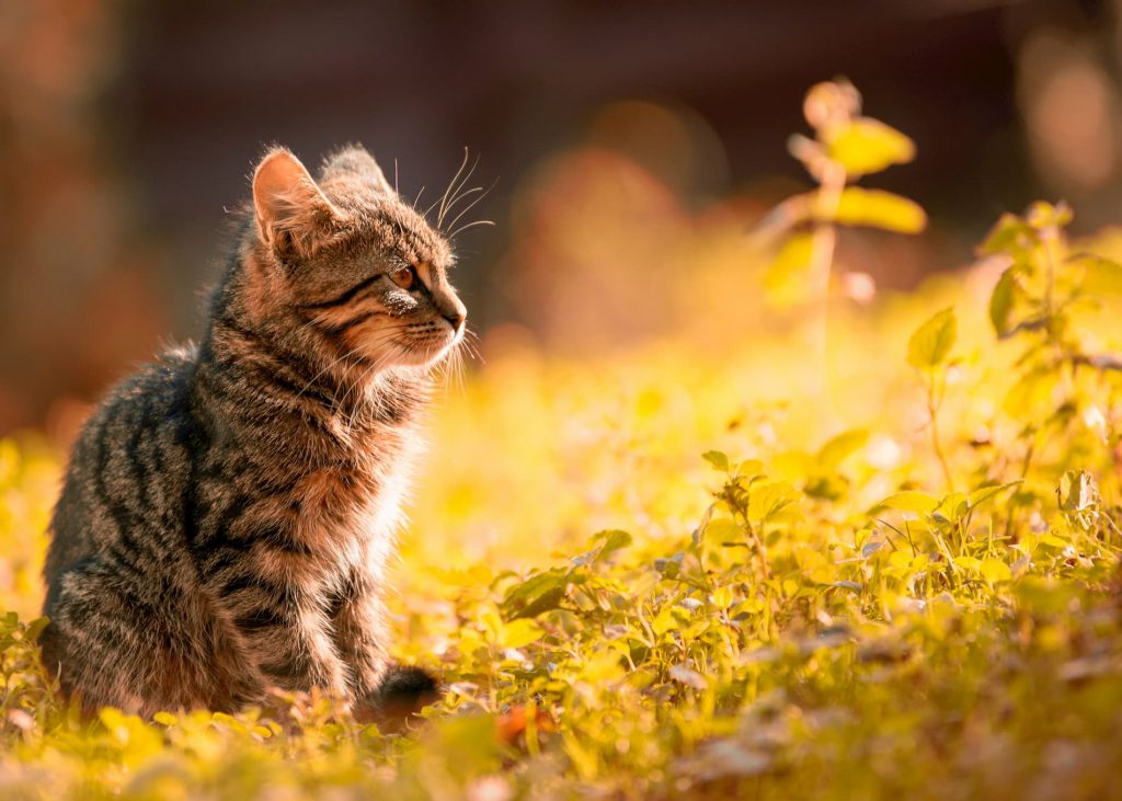 Kitten Sitting on the Grass