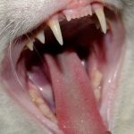 Cat mouth showing teeth