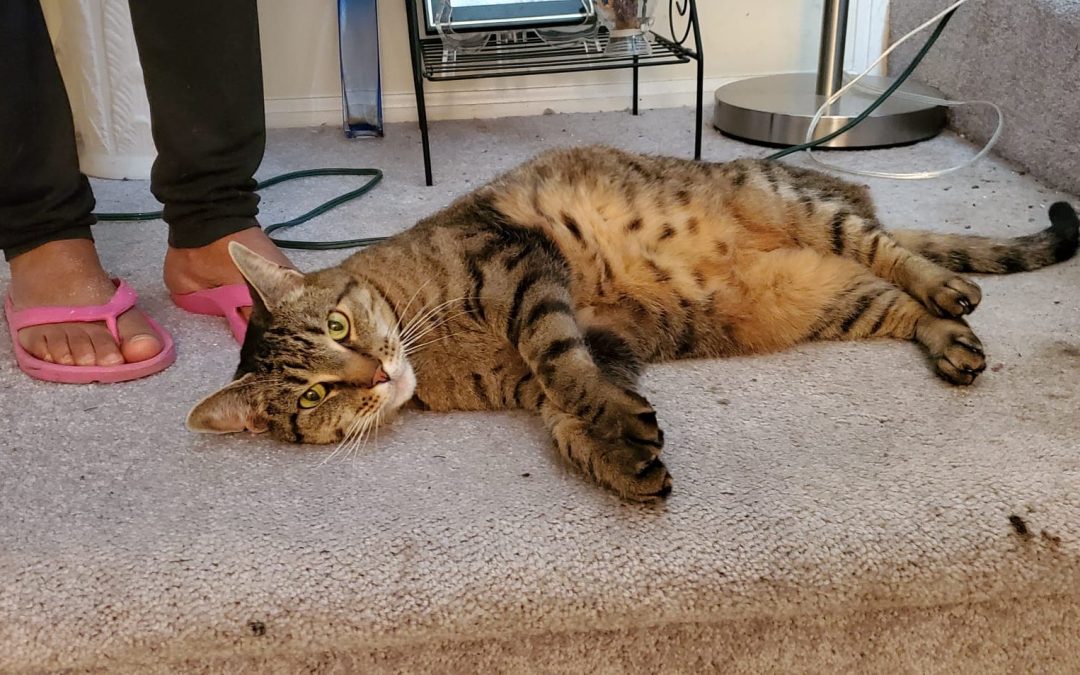 Ralphie, a tabby cat was Abandoned in 2017