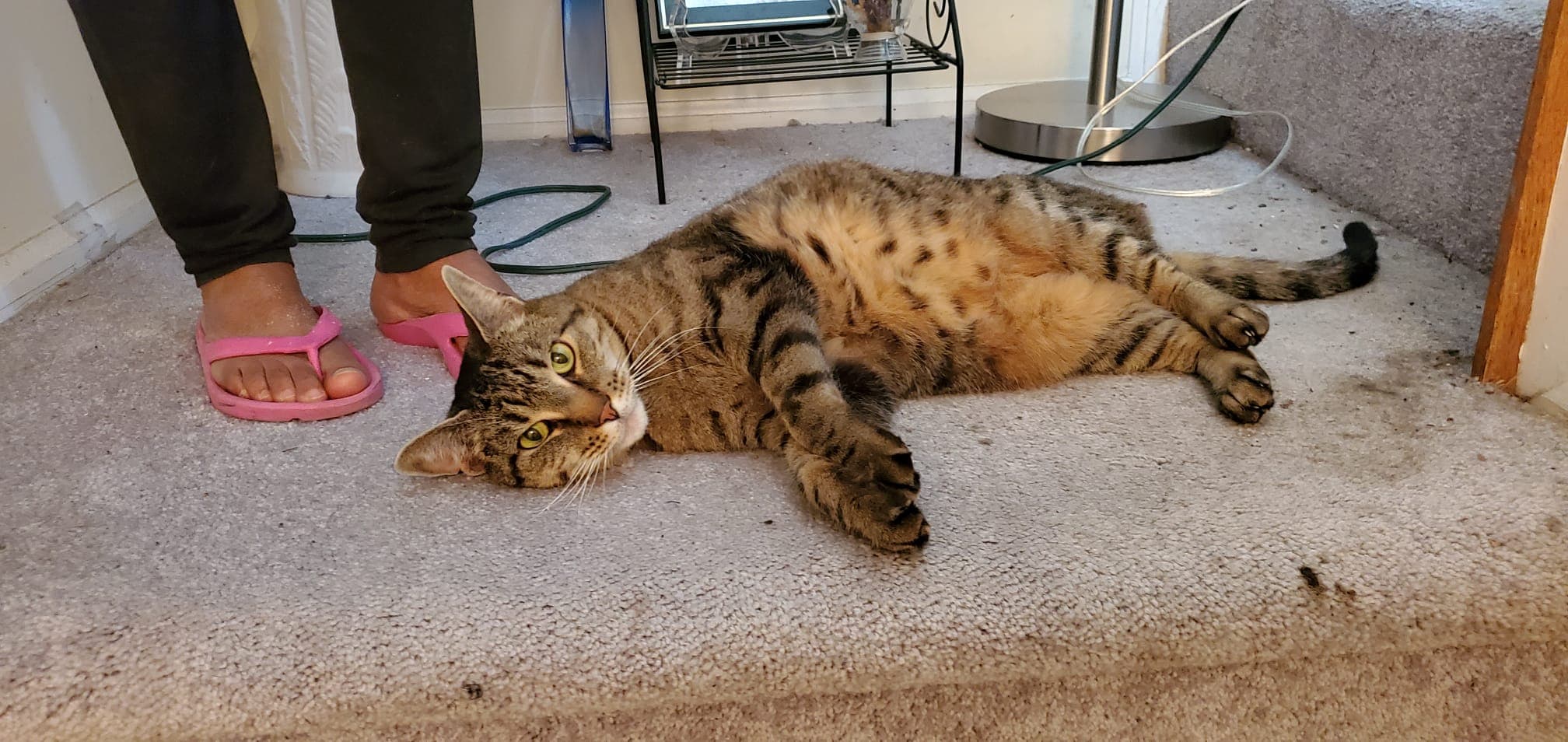 Ralphie, a tabby cat was Abandoned in 2017