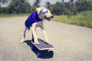 Superhero Dog On Skateboard Image