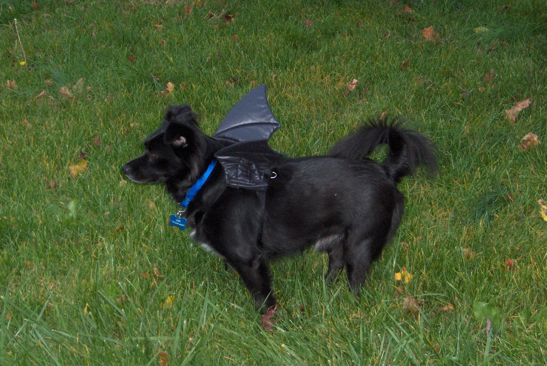 Toby aka Bat Boy