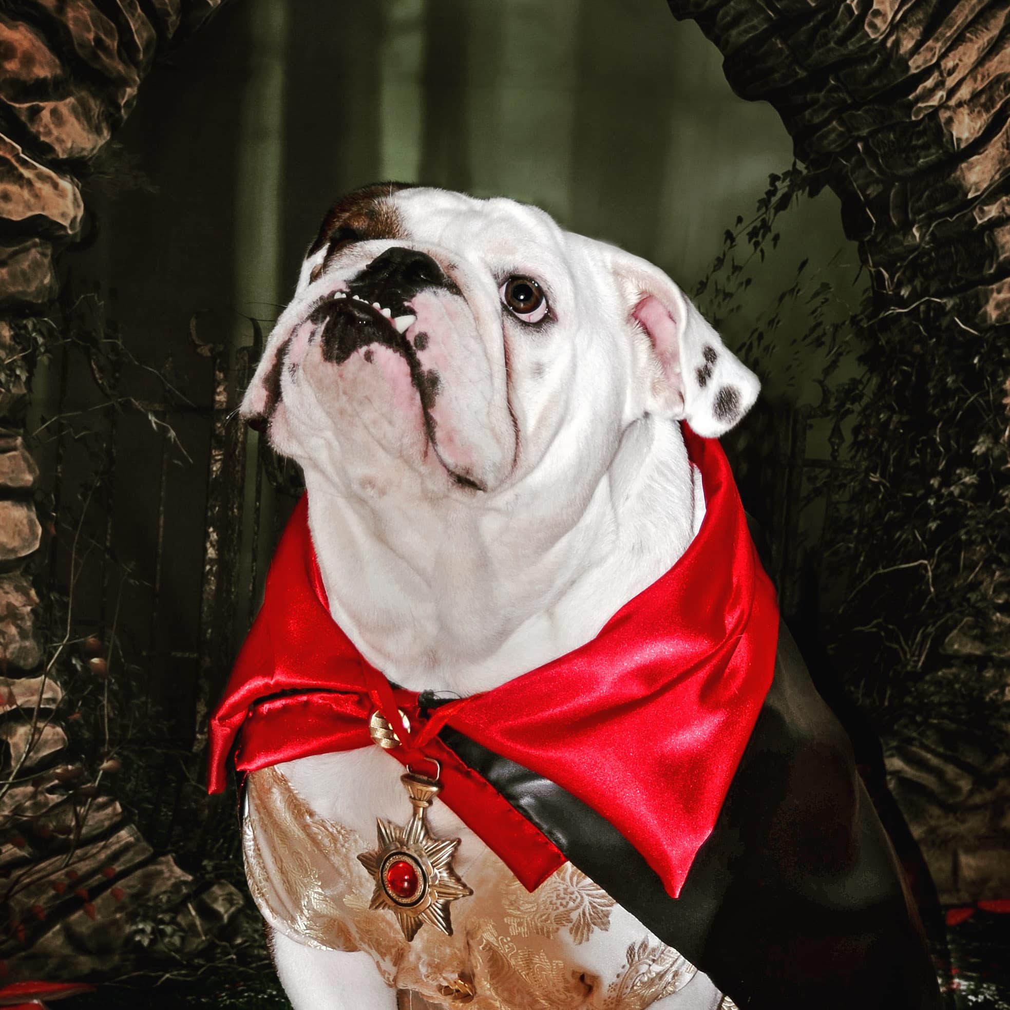 Lenny the Bulldog Vampire