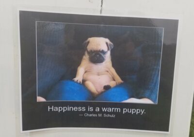 Happiness is a warm puppy