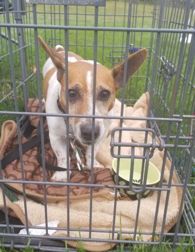 ARF Animal Rescue