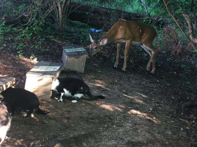 Feeding Cats and Deer