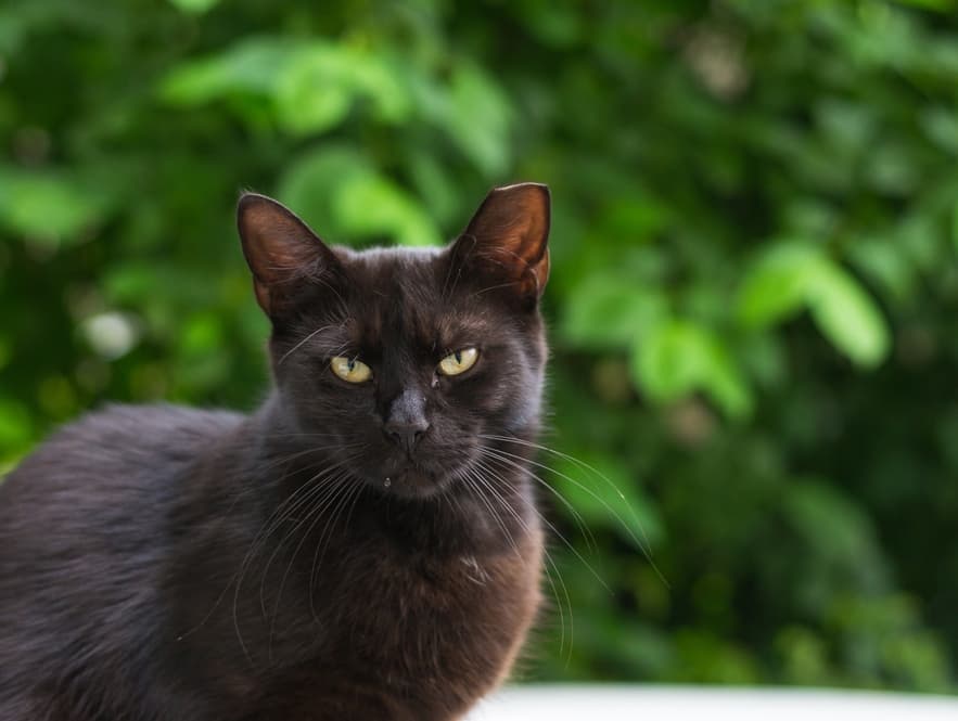 Black Cat with Cropped Ear