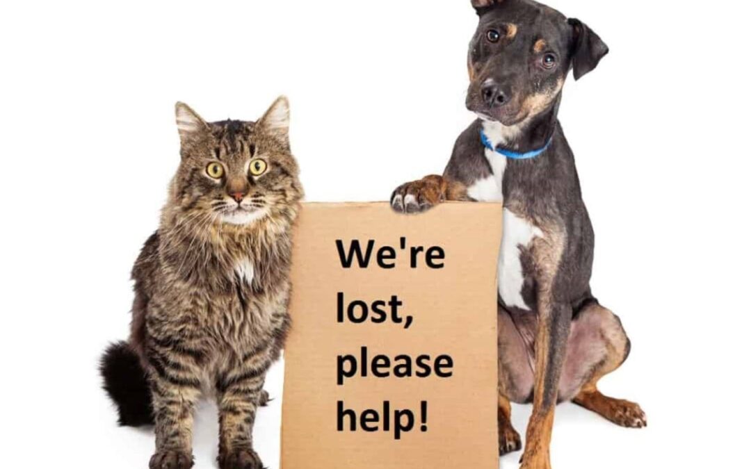 Do you know what to do if your pet gets lost?